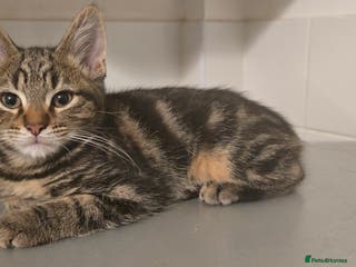 Mixed Breed cats Gorgeous maine coon X bengal kittens! - Advert 18