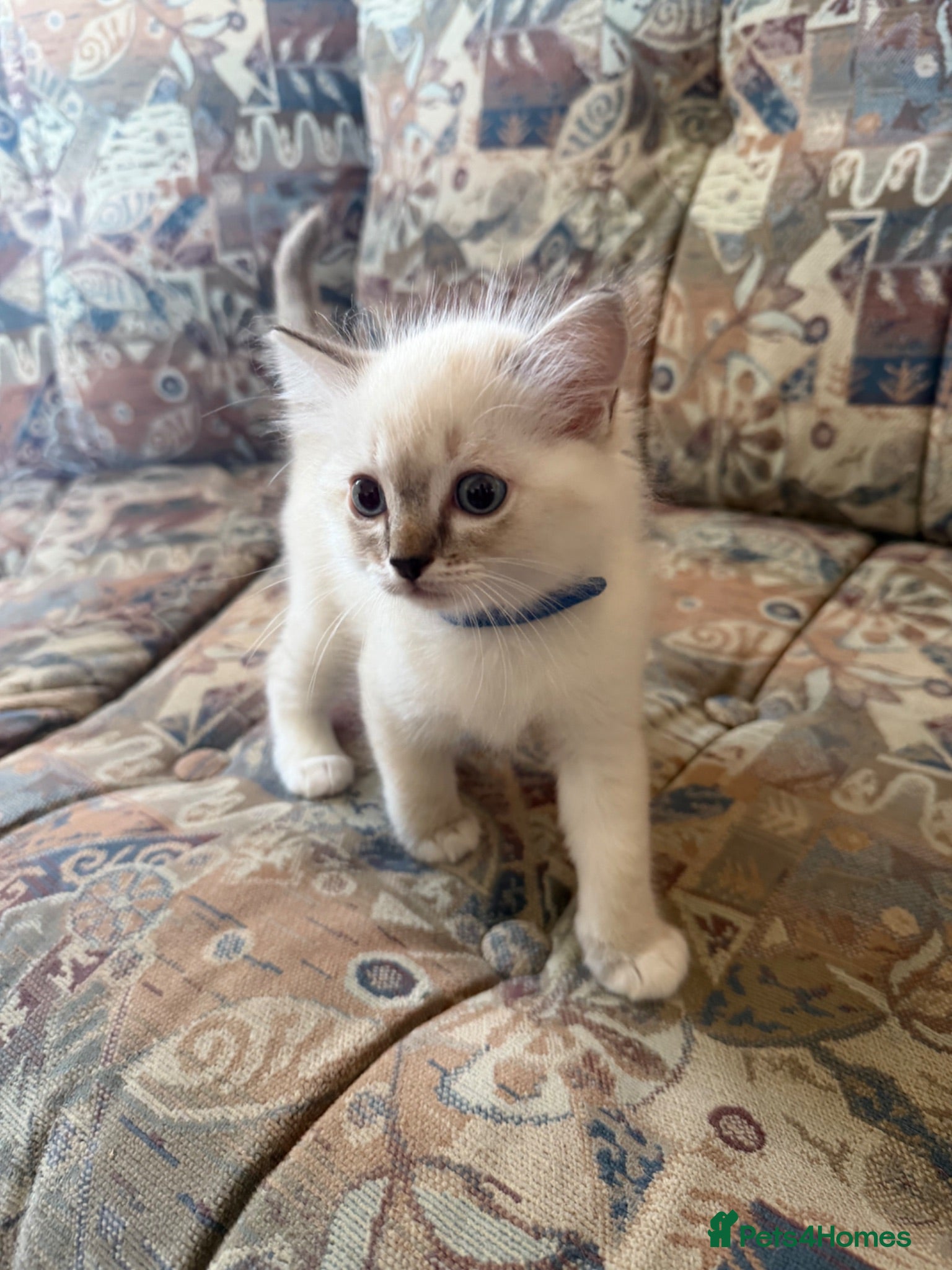 Ragdoll cats Pure Ragdoll kittens for sale - Advert 3