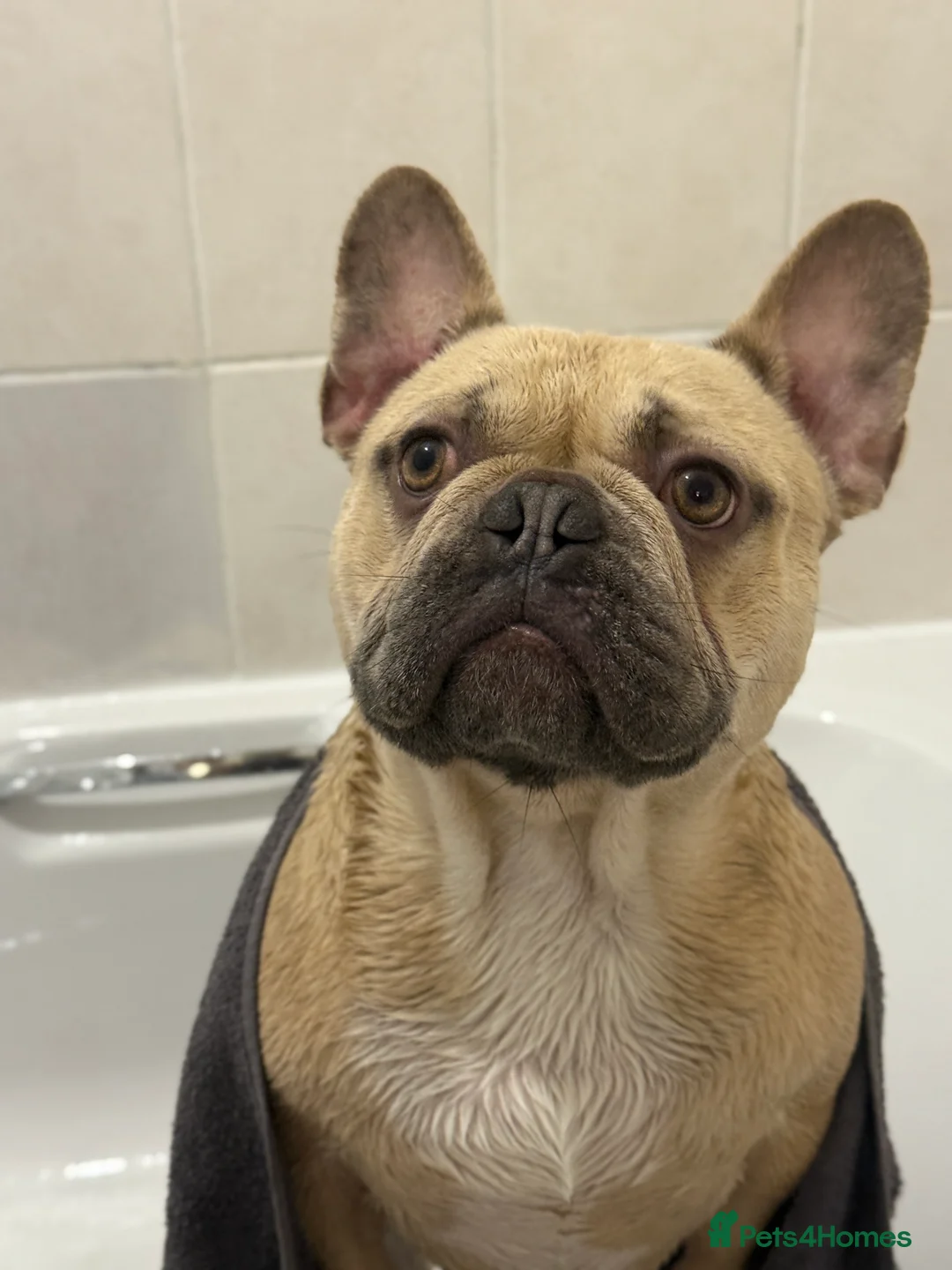 French Bulldog dogs for sale: French bulldog - Advert 2