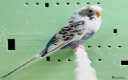 Budgerigars birds for sale: Budgies  - Advert 19