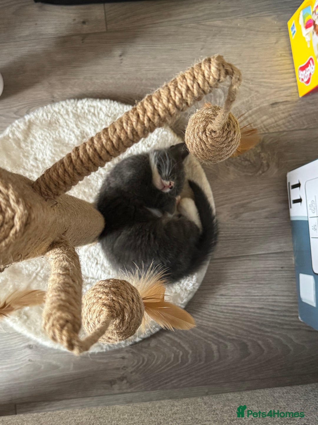 Mixed Breed cats for sale: British short haired/mixed kitten for sale  - Advert 2