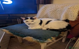 Mixed Breed cats for sale: Lovely lilo  - Image 4