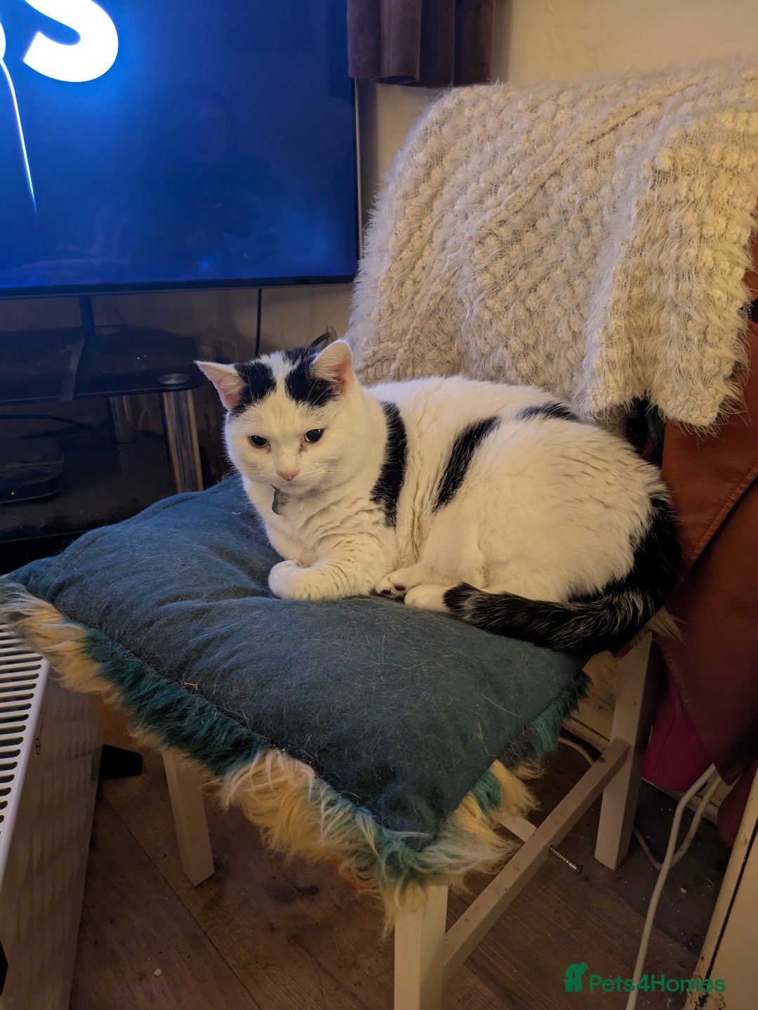 Mixed Breed cats for sale: Lovely lilo  - Image 4