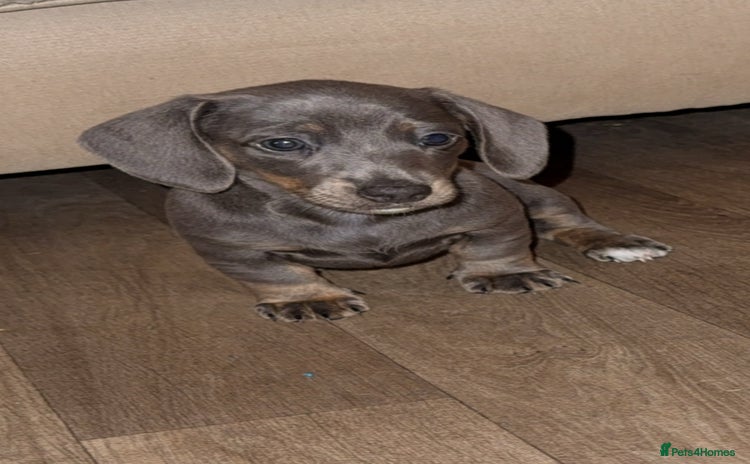 Dachshund dogs - Advert 6