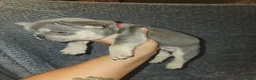 French Bulldog dogs for sale: Full French bulldog puppies  - Advert 7