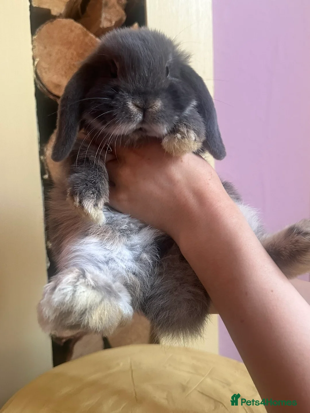 Mini Lop rabbits for sale: Cute Mini Lop Bunnies, Ready for a loving home🐰🩷 in Eastleigh - Advert 1
