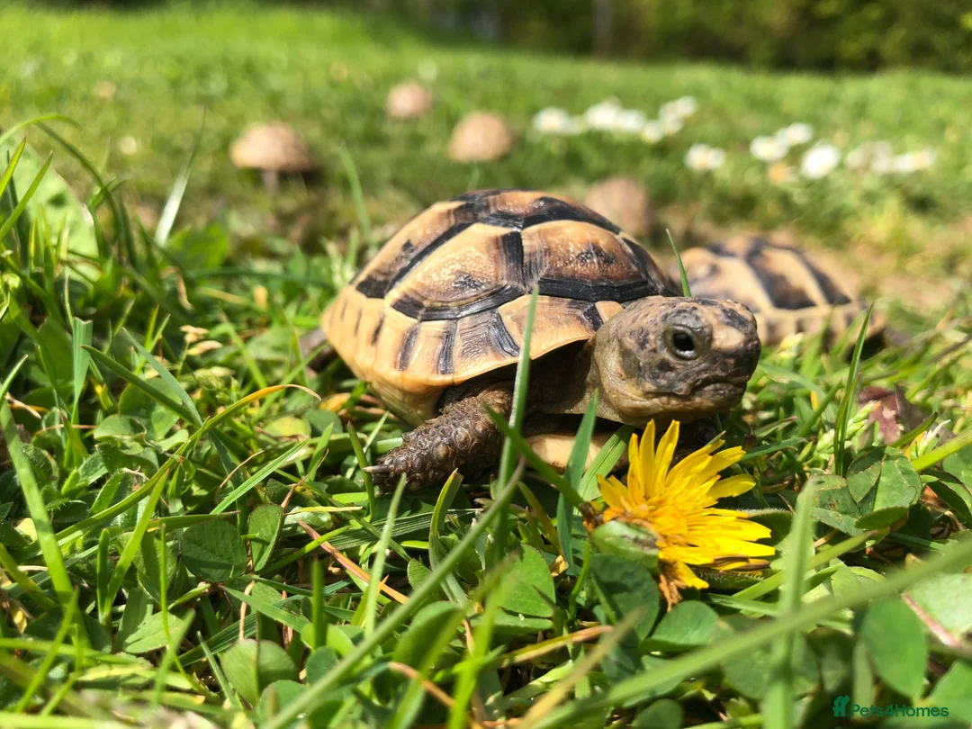 Tortoise reptiles for sale: Baby Spur Thigh Tortoises  - Advert 2