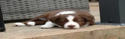 Border Collie dogs for sale: Border collie  - Advert 3