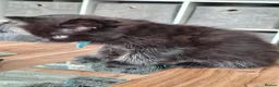 Mixed Breed cats for sale: Ragdoll x in Heanor - Advert 10
