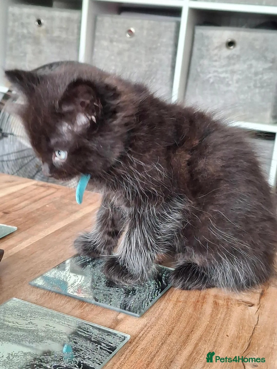 Mixed Breed cats for sale: Ragdoll x in Heanor - Advert 10