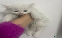 Mixed Breed cats for sale: Cute kittens for sale  - Image 2