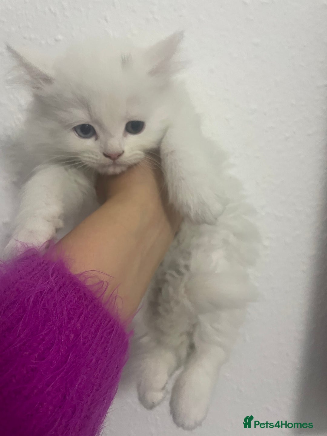 Mixed Breed cats for sale: Cute kittens for sale  - Image 2