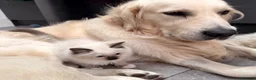 Ragdoll cats for sale: 🏆Imperial Grand Champion Sons! - Advert 9