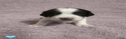 English Springer Spaniel dogs for sale: KC Registered Working Springer Spaniel Puppies  - Advert 11