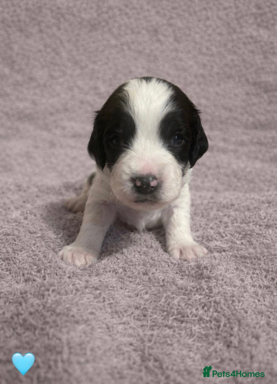 English Springer Spaniel dogs for sale: KC Registered Working Springer Spaniel Puppies  - Advert 11