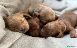 Cockapoo dogs for sale: 2 weeks old cockapoos  - Image 27