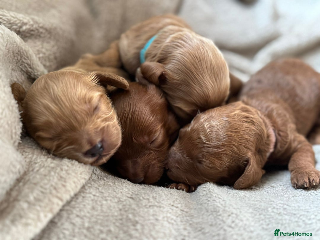 Cockapoo dogs for sale: 2 weeks old cockapoos  - Image 27
