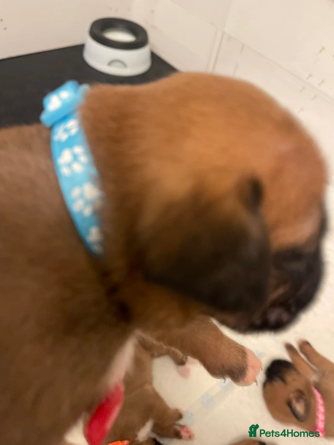 Boxer dogs for sale:  Stunning KC reg bobtailed boxers *1 girl left* - Advert 26