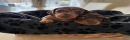 Miniature Dachshund dogs for sale: Miniature Dachshund Puppies  in Sheerness - Advert 15