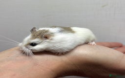 Hamster rodents for sale: Dwarf robrovski hamster babies  - Image 22