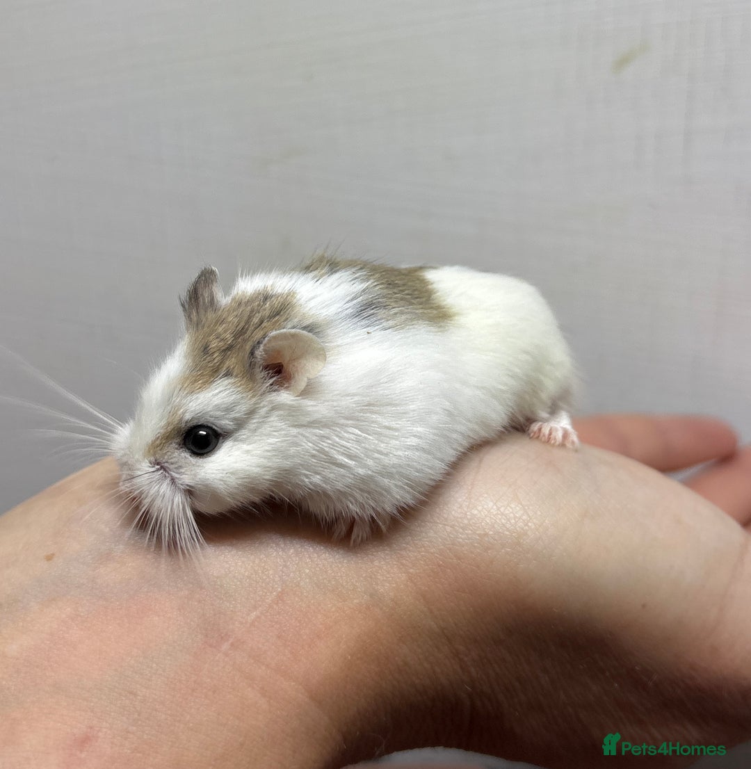 Hamster rodents for sale: Dwarf robrovski hamster babies  - Image 22