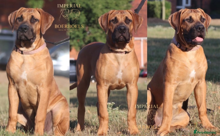 Boerboel dogs - Advert 1
