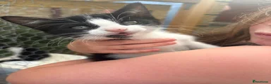 Mittens