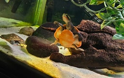 Turtle reptiles for sale: Pink bellied sideneck Turtles x2 - Image 3