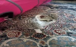 Domestic Shorthair cats for sale: 2 kittens for sale - Image 2