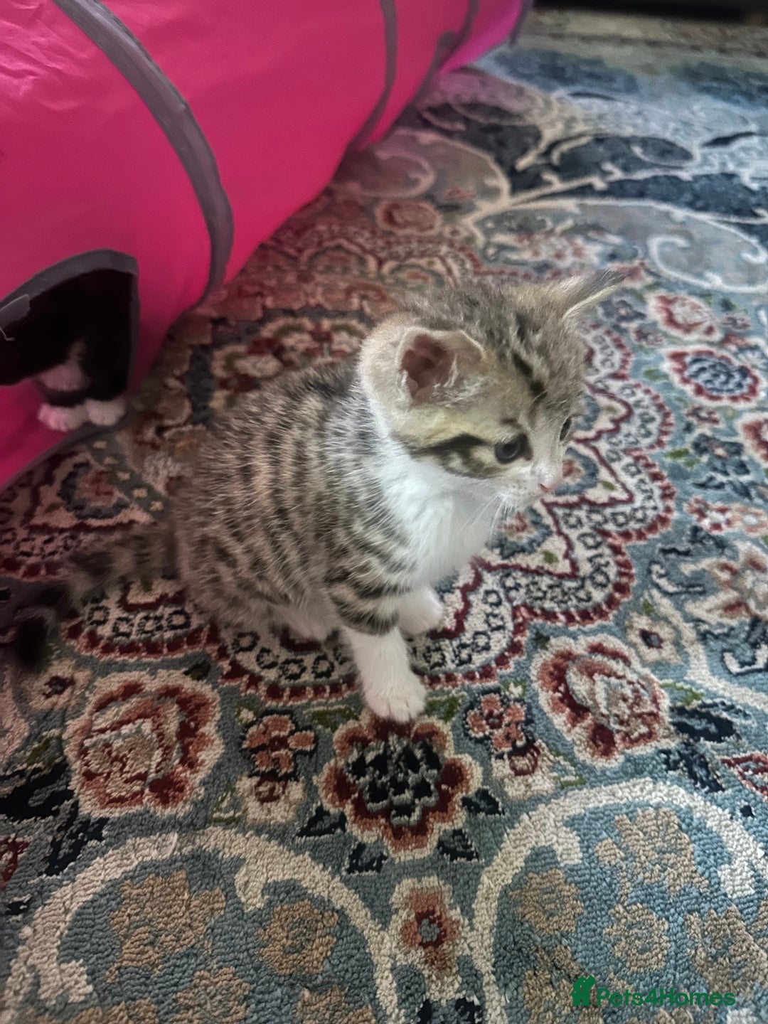 Domestic Shorthair cats for sale: 2 kittens for sale - Image 2