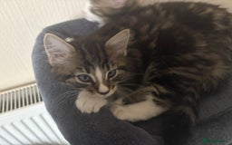 Mixed Breed cats for sale: Kittens for sale - Image 5