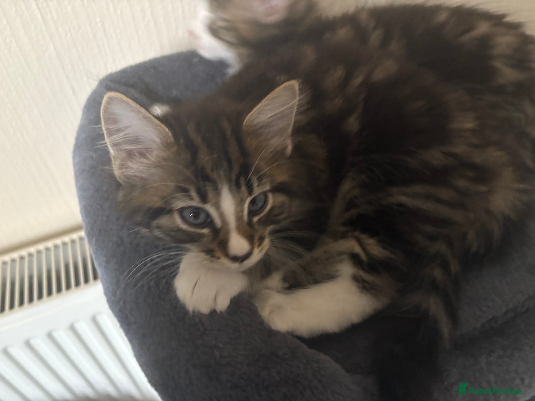 Mixed Breed cats for sale: Kittens for sale - Image 5