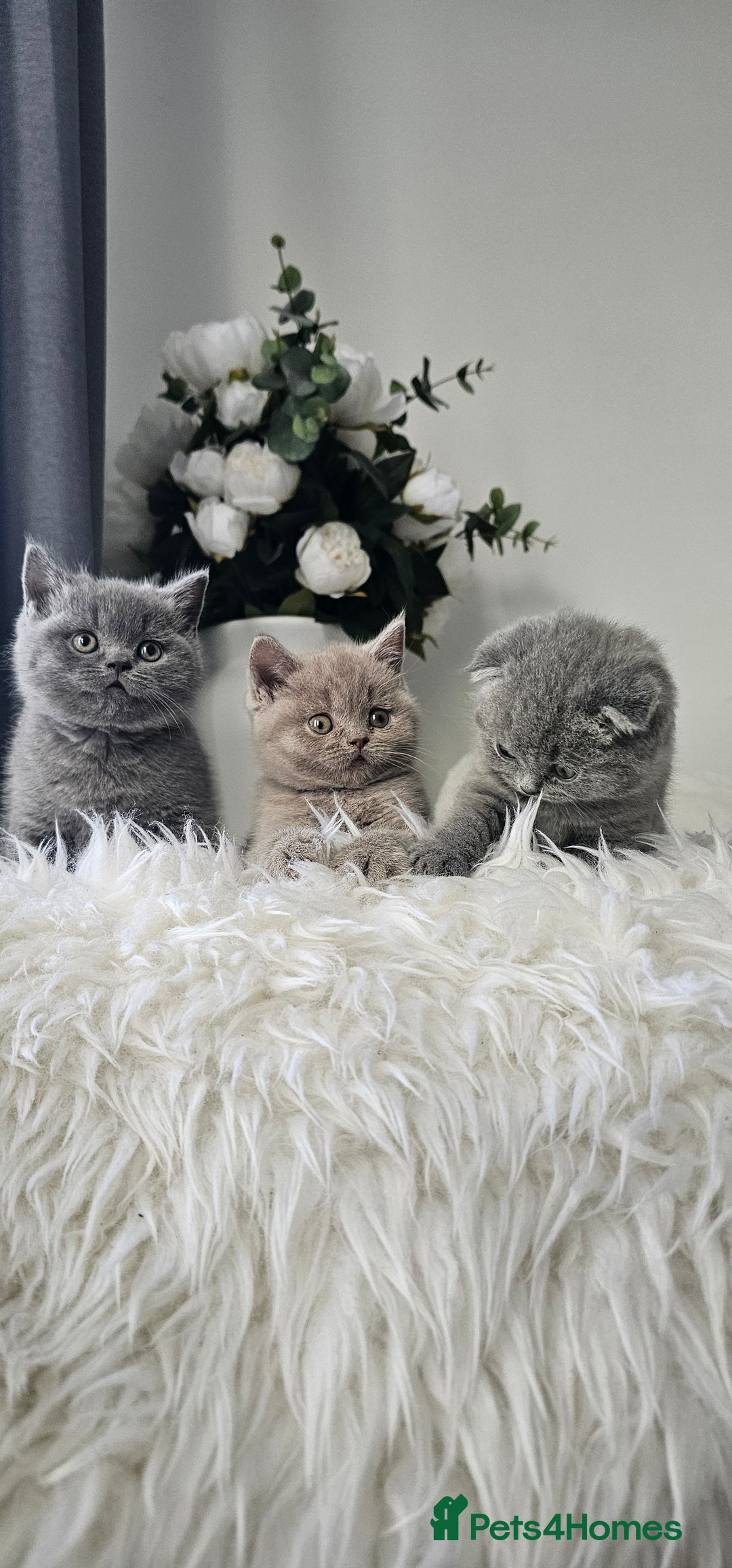 Scottish Fold cats for sale: 3 Beautiful Scottish Fold Kittens(Taki,Taco,Tango) - Image 2