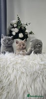 Scottish Fold cats - Advert 8