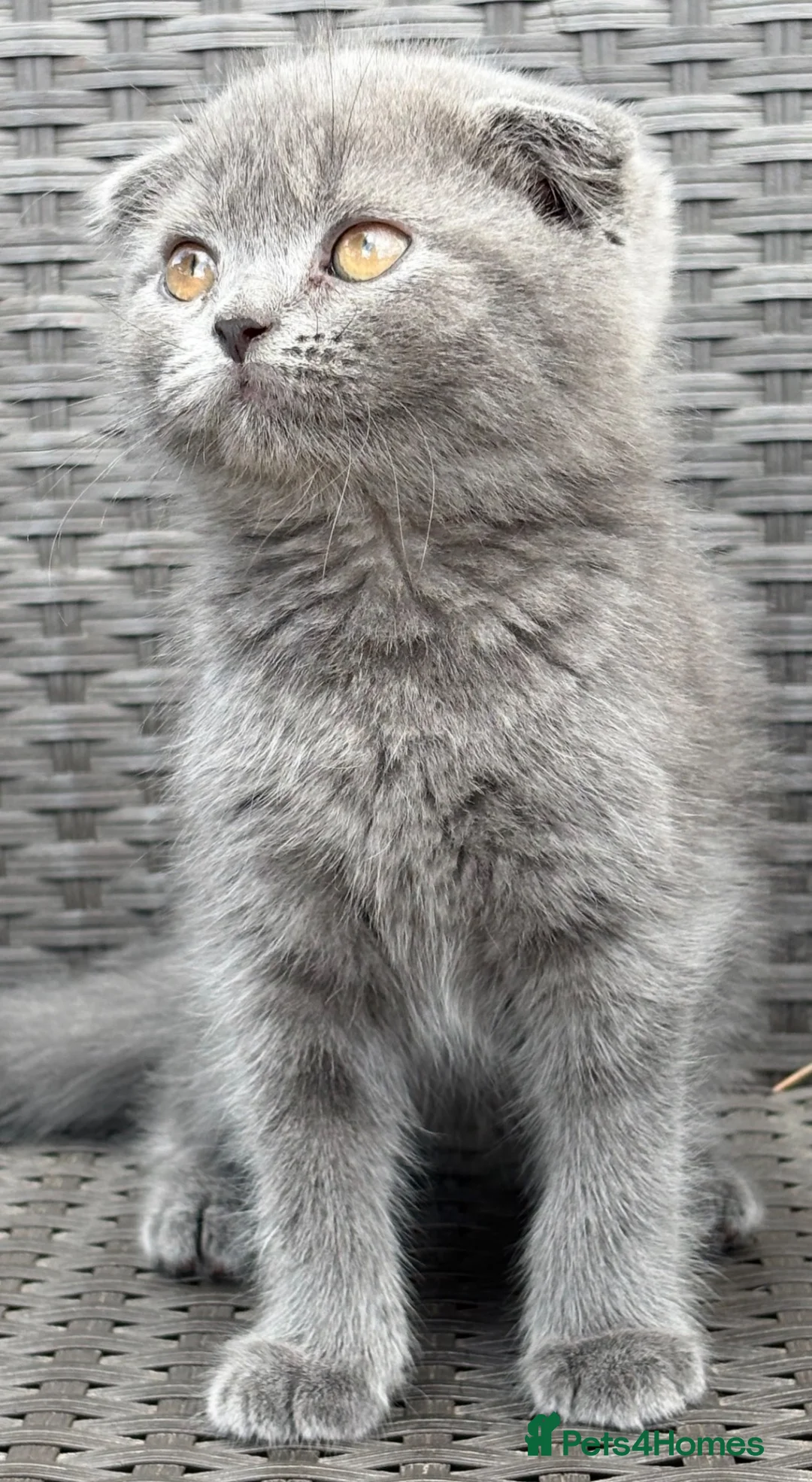 Scottish Fold cats for sale: Scottish fold X BSH - Advert 1
