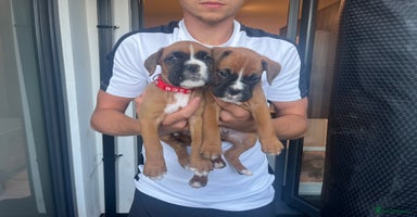 Boxer dogs - Advert 2
