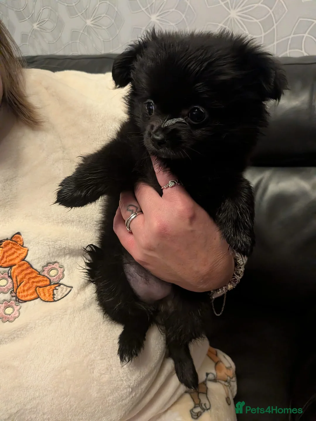 Pomchi dogs for sale: Beautiful Pomchi's–2 Left 🐾 Ready Now - Advert 2