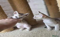 Singapura cats for sale: Stunning Singapura kittens  - Image 32