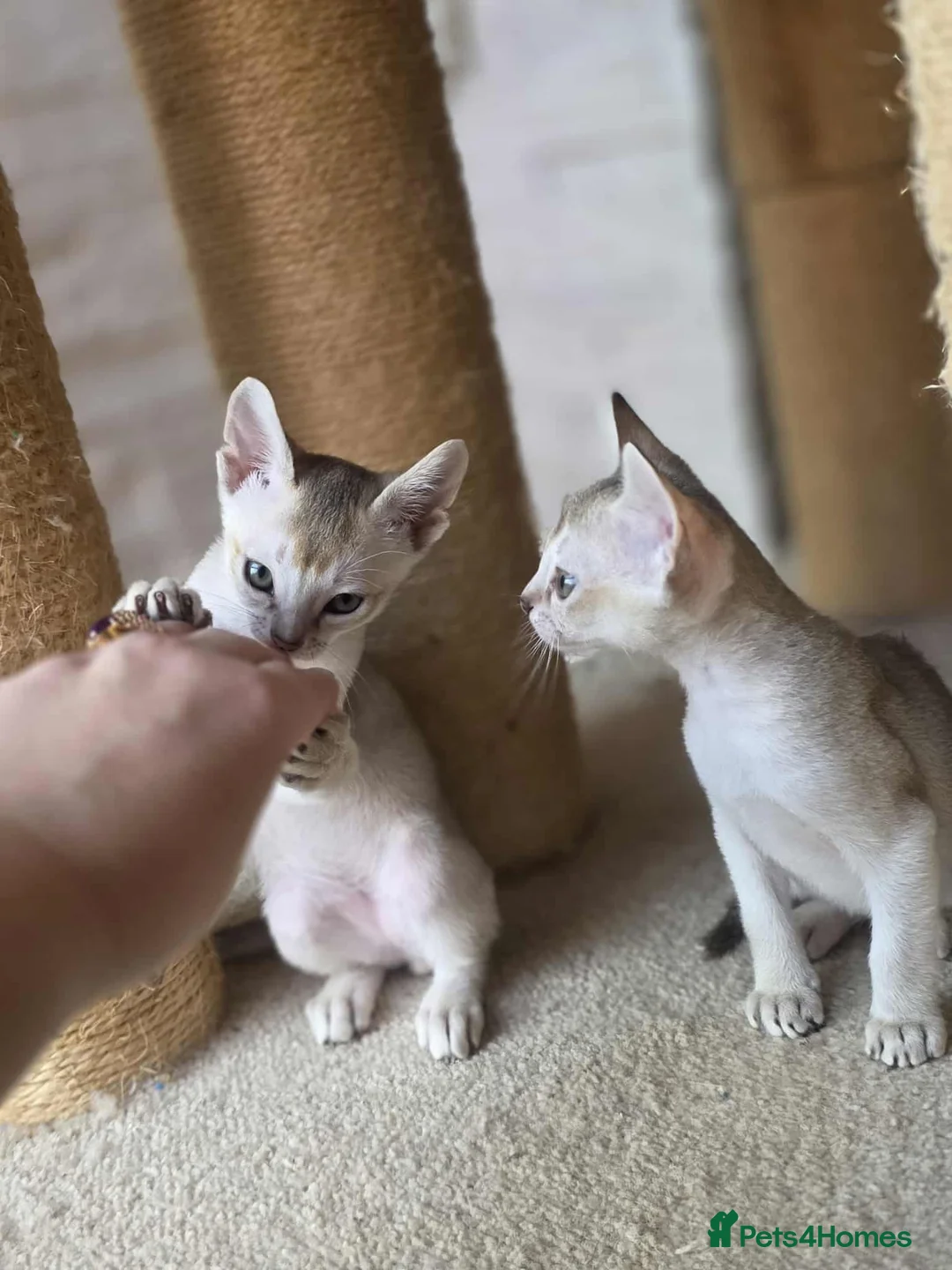 Singapura cats for sale: Stunning Singapura kittens  - Advert 21