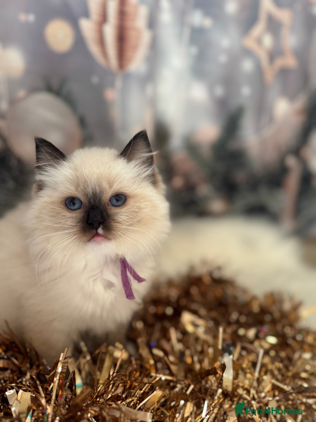 Ragdoll cats for sale: 🏆 gccf ragdoll grand champion kittens 🏆 - Advert 13