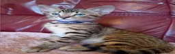 Bengal cats for sale: HomeRaised Bengal x Blue British Shorthair Kittens - Advert 24