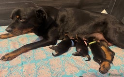 Rottweiler dogs for sale: 3 male Rottweiler pups ready to leave.  - Image 10