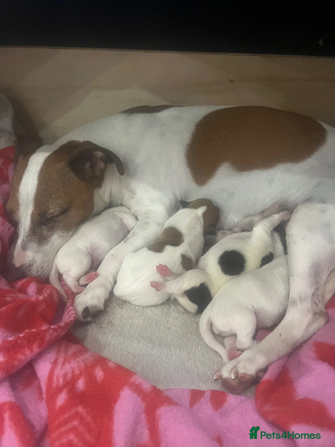 Jack Russell dogs for sale: Beautiful 12-Week-Old Female Puppy in Gravesend - Advert 1