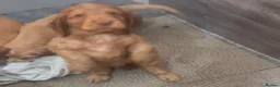 Cocker Spaniel dogs for sale: Full pedigree long silky show cocker spaniels  - Advert 9