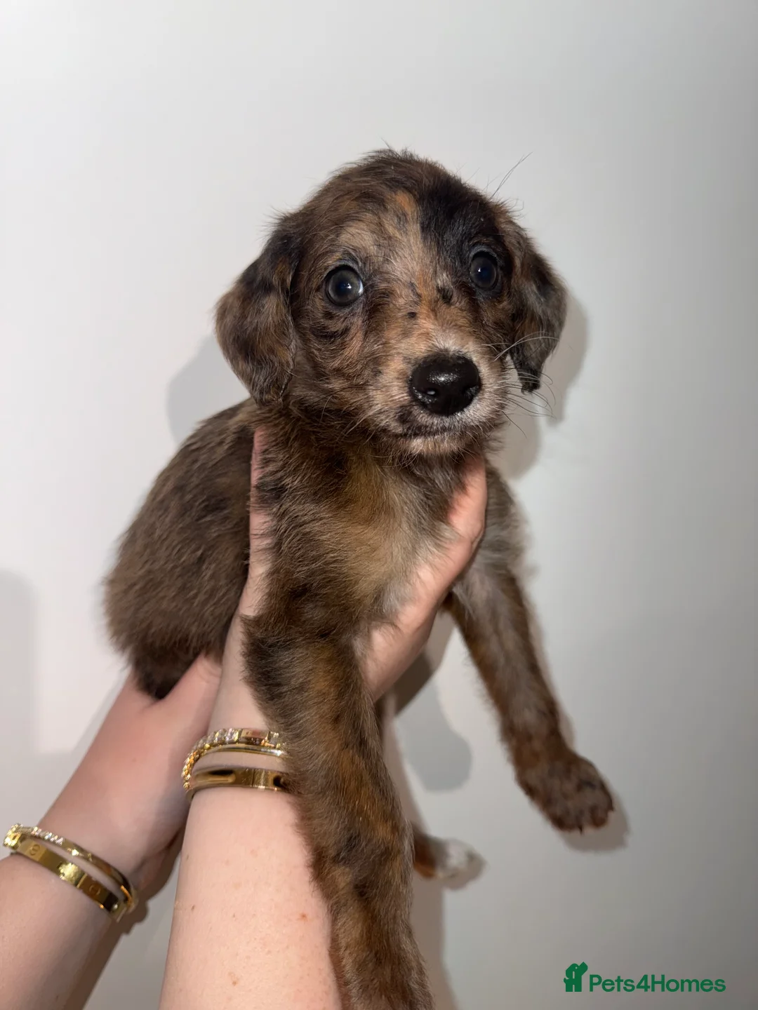 Mixed Breed dogs for sale: F1 whippet x toy poodle boy - Advert 1