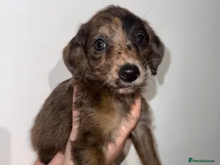 Mixed Breed dogs F1 whippet x toy poodle boy - Advert 1