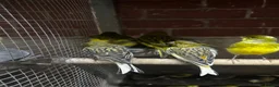 Mixed Breed birds for sale: Birds for sale *read description*  - Advert 4