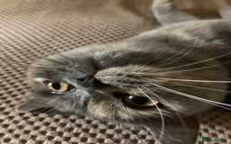 British Shorthair cats for sale: ❤️beautiful molly ❤️ - Image 1