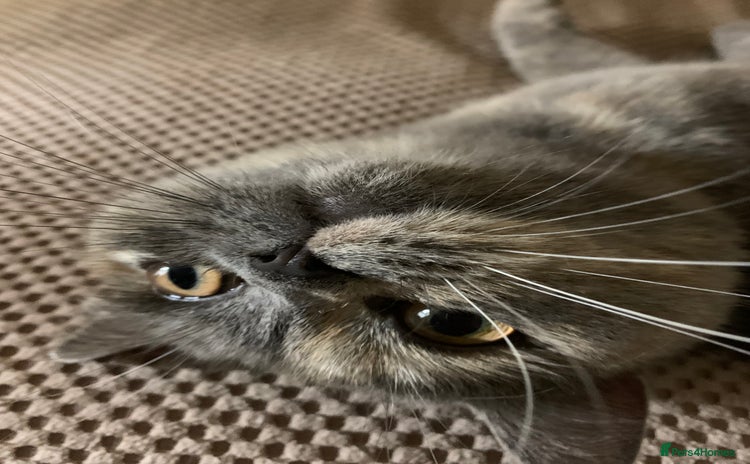 British Shorthair cats - Advert 6