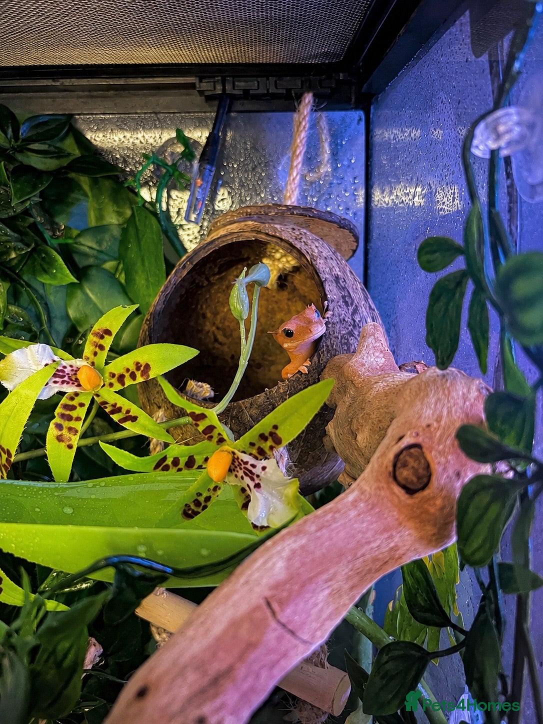 Gecko reptiles Crested Gecko and setup - Advert 1